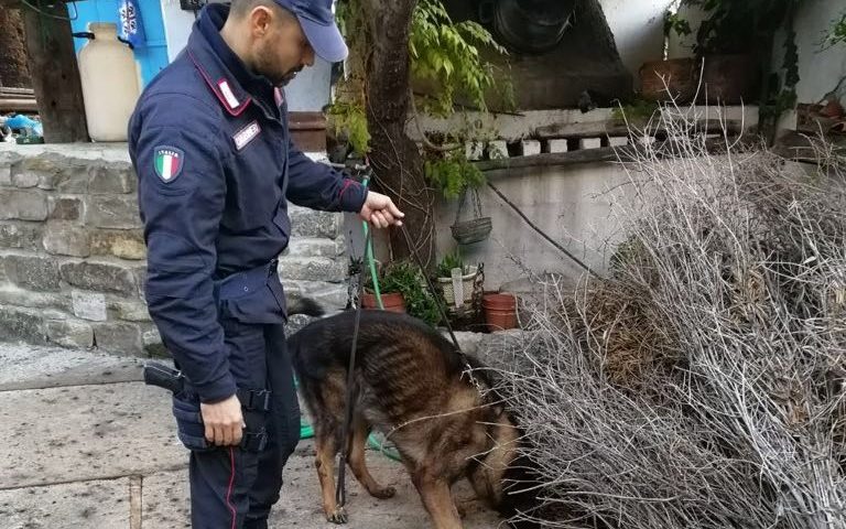 carabinieri unità cinofila