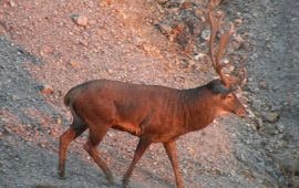 Un cervo