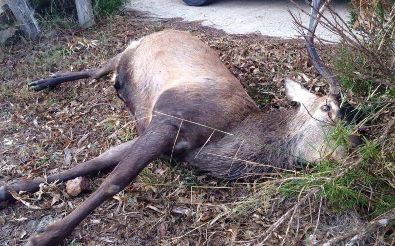 Siliqua, splendido esemplare di cervo maschio investito e ucciso da un’auto, illeso il conducente