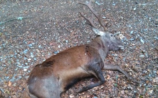 Ucciso da una scarica di pallettoni: splendido esemplare di cervo maschio trovato morto nei boschi di Domusnovas
