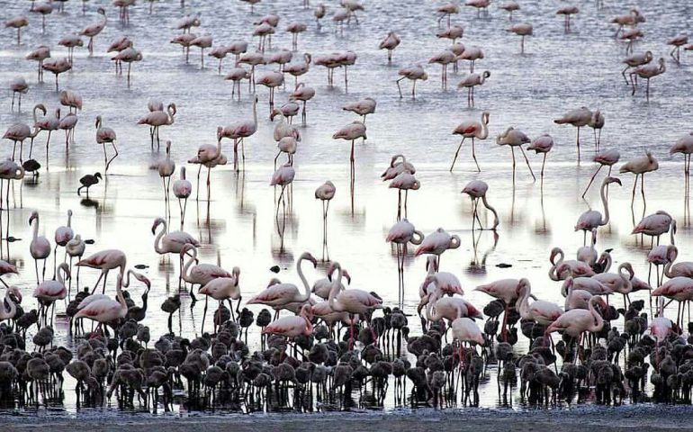 La foto del giorno: il fascino e la maestosità dei fenicotteri nello stagno di Cagliari