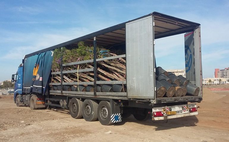 Cagliari, a Sant’Elia fervono i lavori per la realizzazione del Parco degli Anelli: stamattina è arrivato il primo carico di nuovi alberi