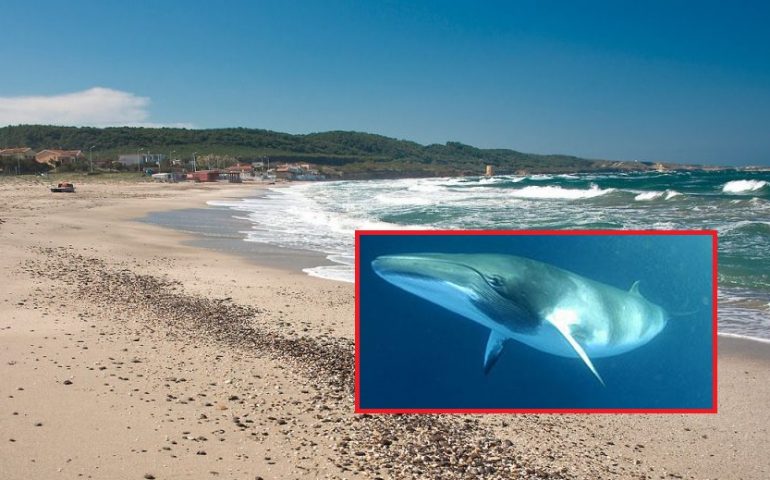 Balena spiaggiata a Platamona: il mammifero gigante (17 metri) potrebbe esser stato ucciso dalla collisione con una nave