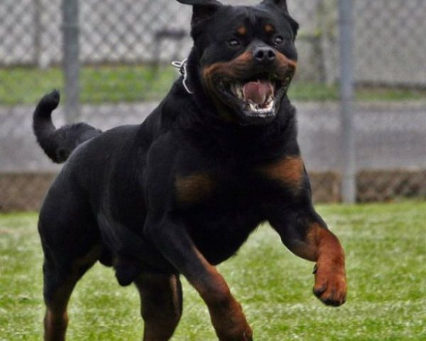 Serramanna, donna aggredita da due rottweiler: è grave