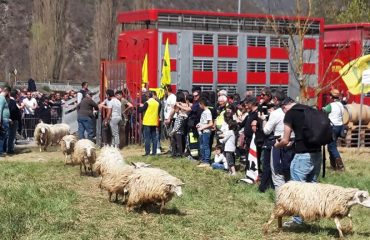 I pastori sardi donano mille pecore a Cascia