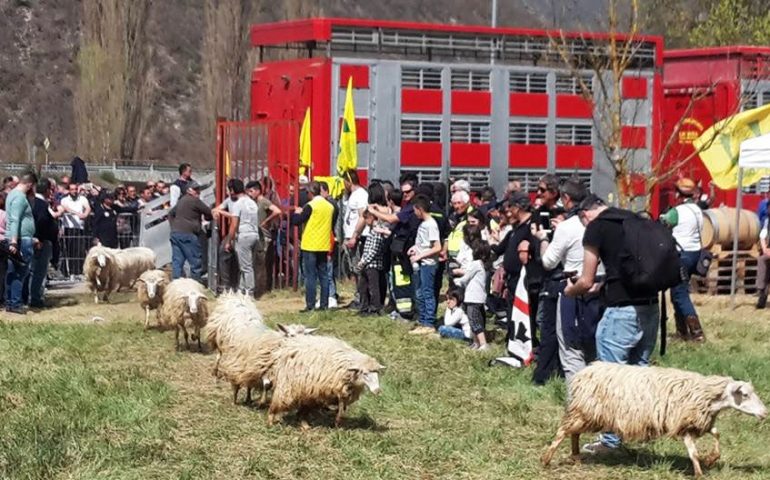 I pastori sardi donano mille pecore a Cascia