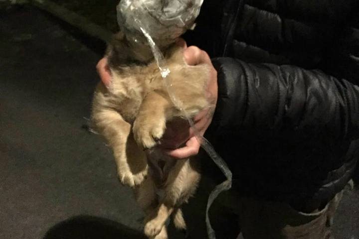 La crudeltà umana non ha limiti. La storia di Natalino, il cucciolo ritrovato ad Ozieri con la testa avvolta nel nastro adesivo