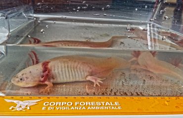 Ambystoma mexicanum
