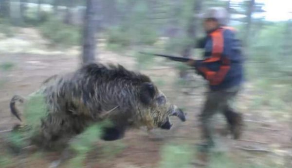 Aggredito da un cinghiale durante una battuta di caccia: 52enne ancora al Brotzu