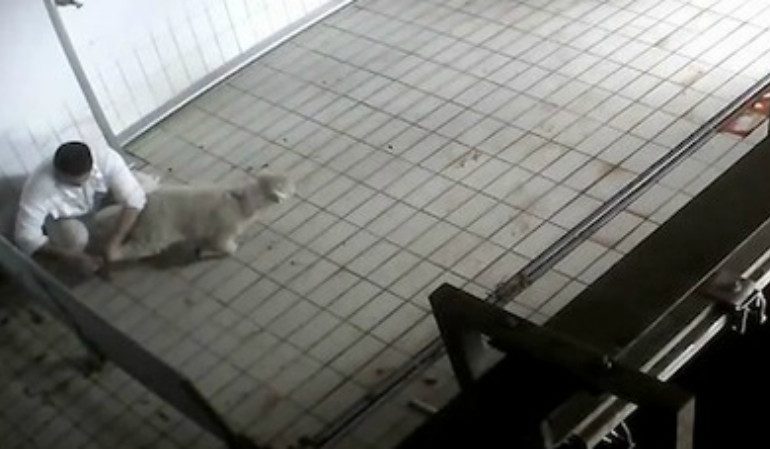 Viterbo, agnelli maltrattati e macellati senza stordimento. Il video choc di Animal Equality