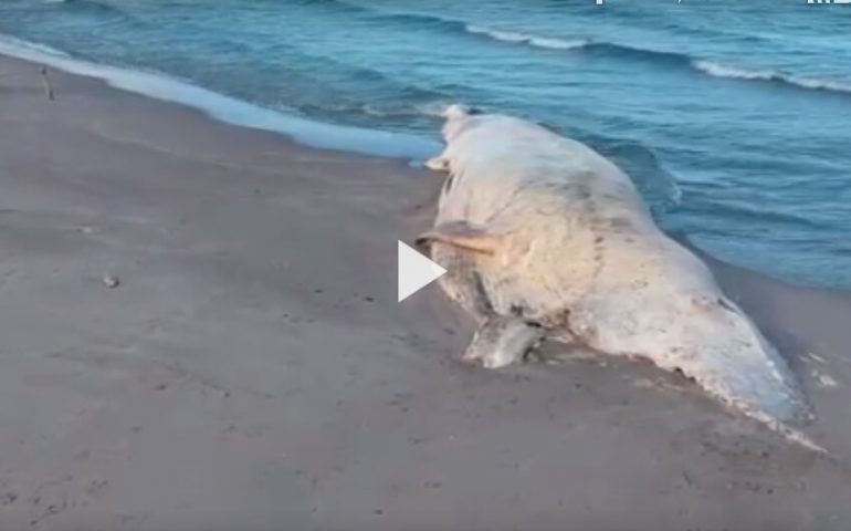 La balena di Platamona ancora spiaggiata dopo quaranta giorni (VIDEO), imprigionata dalla burocrazia