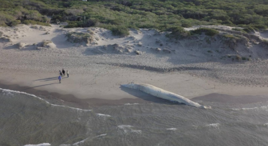 Balena spiaggiata a Platamona: per darle degna sepoltura ci sono voluti la bellezza di 32mila euro