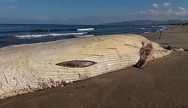 Trentacinquemila euro per rimuovere la carcassa della povera balenottera spiaggiata a Platamona