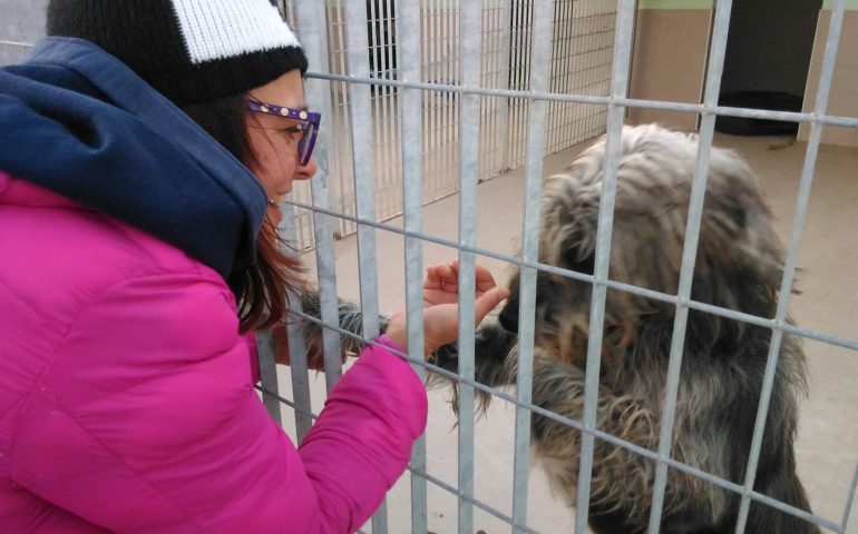 Cronache dai rifugi: l’appello di Elena Pisu per i 170 cani della Bau Club di Settimo (VIDEO)
