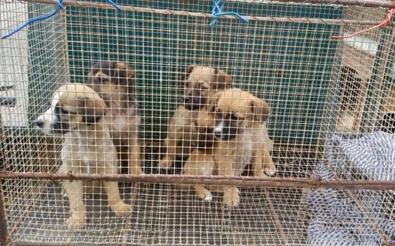 Cuccioli abbandonati in mezzo alla campagna dentro a una gabbia: per tre giorni sono rimasti soli e al freddo