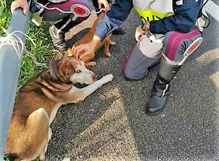 Abbandoni di Natale: due cani legati al guardrail lungo la 131. Salvati dalla Polizia