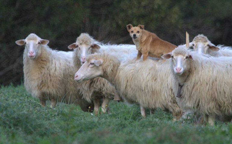 Il primo cane pastore a bordo di pecora: ecco a voi Margherita, la “cana guardiana” piccola ma autorevole (VIDEO)