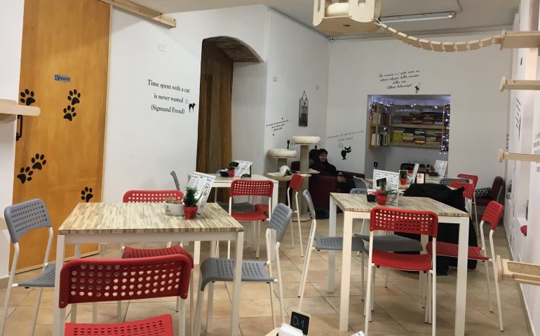 Cat Cafè di Chry: a un mese dall’apertura ecco come procedono i “pelosi affari” del primo bar dei gatti di Cagliari