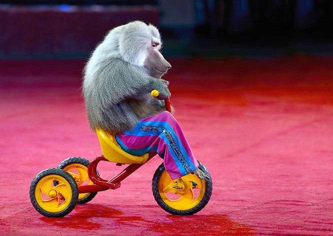 Circo Orfei: gli animalisti si mobilitano. Appuntamento domani per dire basta agli animali usati come oggetti di divertimento