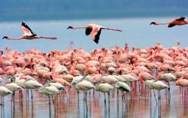 fenicotteri rosa (foto La Fenice)