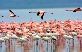 fenicotteri rosa (foto La Fenice)