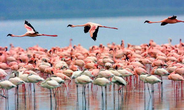 fenicotteri rosa (foto La Fenice)