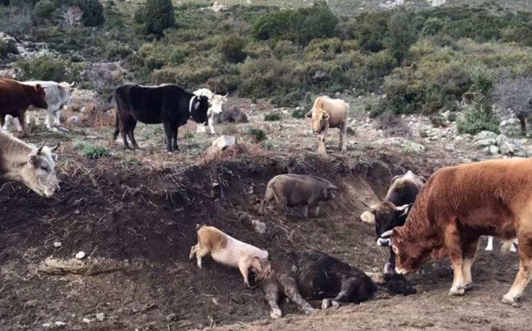 Maiali che mangiano carcasse di bovini: abbattuti per la peste suina tra Villagrande e Talana 111 suini allo stato brado irregolare