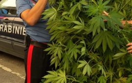 marijuana piantagione carabinieri