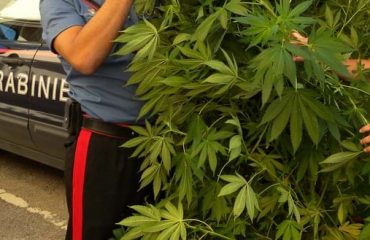 marijuana piantagione carabinieri