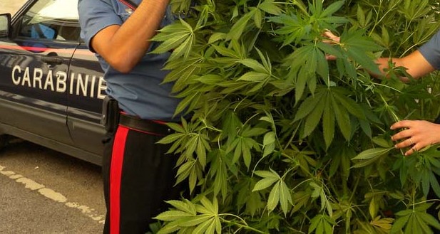 marijuana piantagione carabinieri