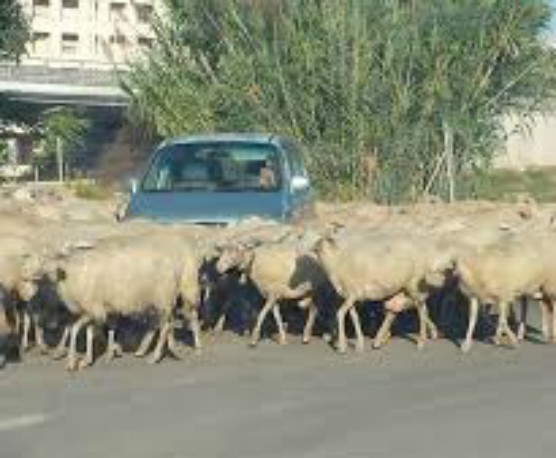Un gregge di pecore blocca il traffico a Monserrato, pastore multato