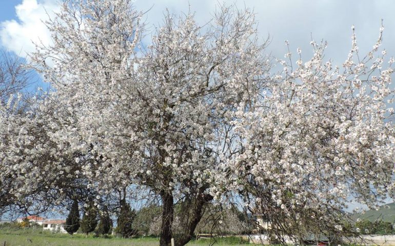La foto: mandorli in fiore, in Sardegna è scoppiata la primavera con due mesi di anticipo