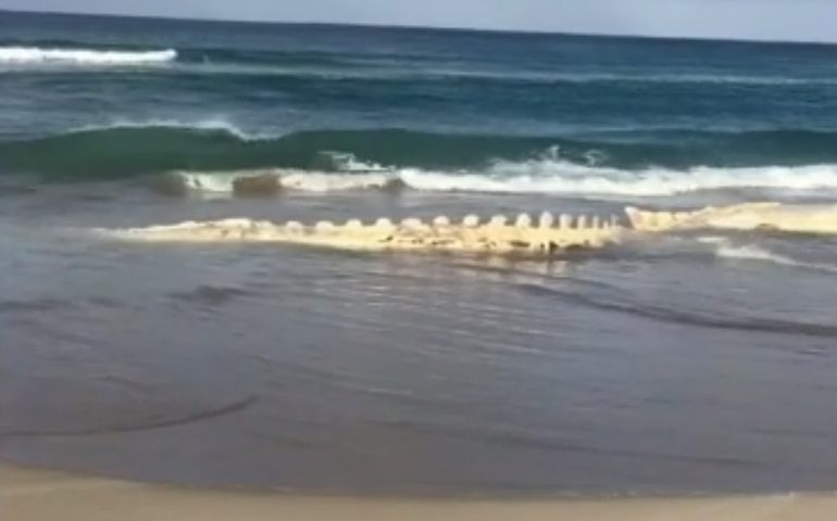 Balena spiaggiata a Platamona (da un video di Rosanna Castangia)