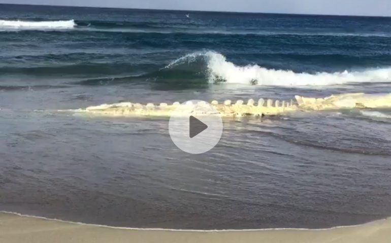 Balena spiaggiata a Platamona video