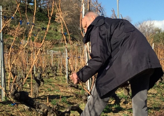 Giuseppe Sedilesu nella sua vigna