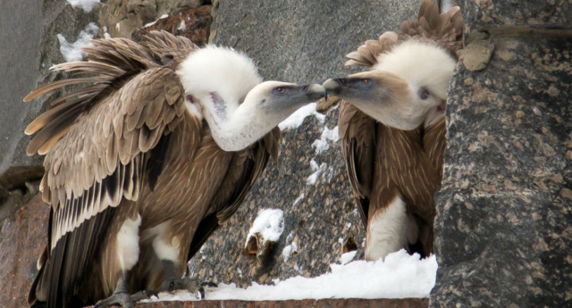 La coppia di avvoltoi maschi che hanno covato e allevato uno dei due grifoni donati dalla Zoo di Amsterdam (Foto Pinknews)