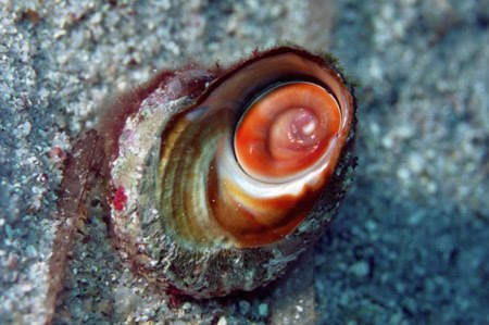 Lo sapevate? Gli occhi di Santa Lucia non sono una conchiglia ma il coperchio di una conchiglia più grande