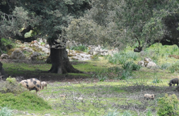 Orgosolo abbattimento maiali infetti da peste suina - Foto RAS