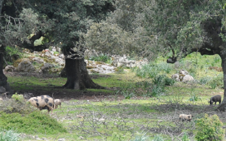 Orgosolo abbattimento maiali infetti da peste suina - Foto RAS