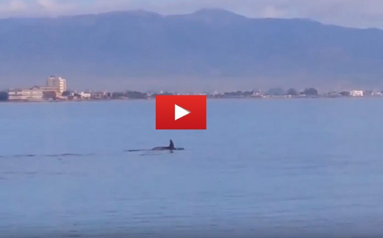 Video di un gruppo di delfini a Marina Piccola - Immagini di Antonello Siddi
