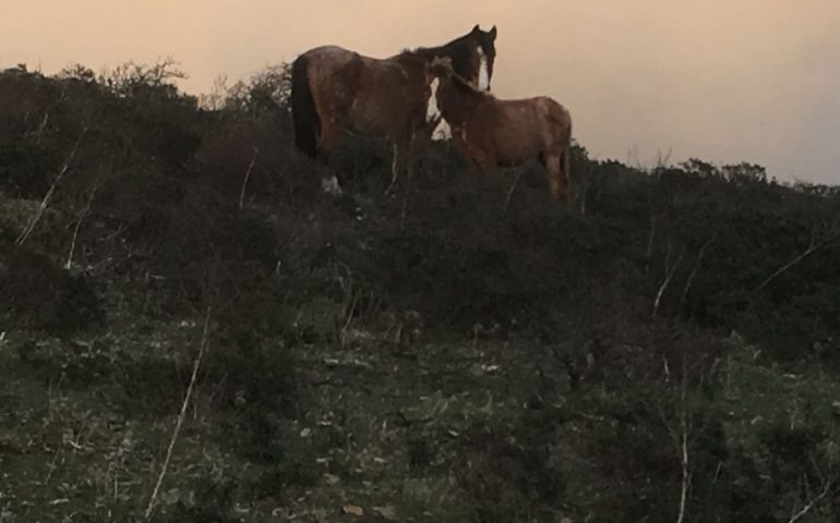 (VIDEO) Moria di cavalli nelle campagne di Genn’e Funtana. Sopralluogo del sindaco di Dolianova