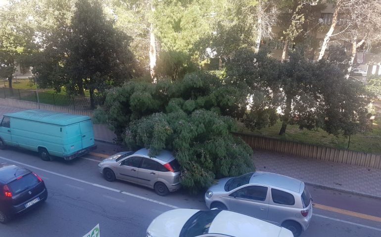 La foto del giorno. Un albero abbattuto dal vento in via Emilia a Cagliari