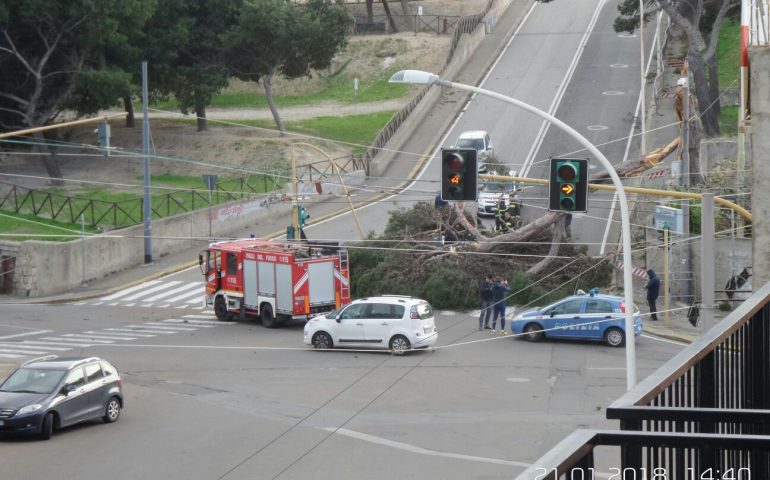 Piazza d’Armi: un pino si spezza e cade su un’auto che transita nell’incrocio