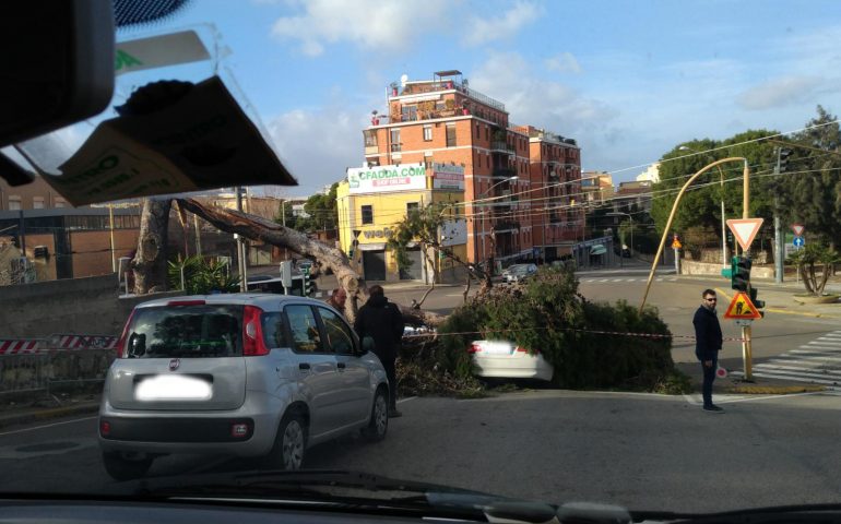 Cagliari, piazza D’Armi: riaperto il tratto di strada chiuso ieri dopo il crollo dell’albero