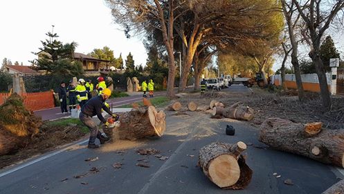 Un albero enorme cade e invade la carreggiata: paura sulla Assemini-Decimomannu (FOTO)