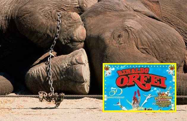 Circo Orfei a Sestu: un animale si sente male durante lo spettacolo