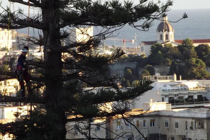 L’albero più alto di Cagliari salvato da un tree climber: l’araucaria di Villanova è stata messa in sicurezza