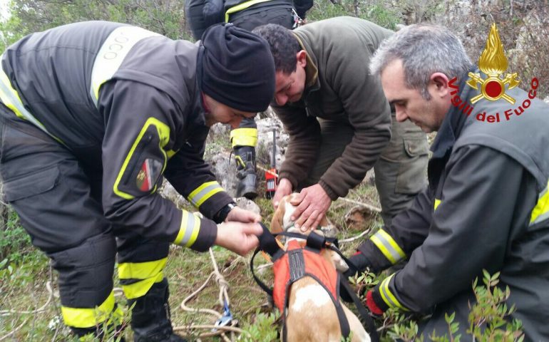 Cane precipita in un crepaccio sui monti di Domusnovas: salvato dai Vigili del Fuoco