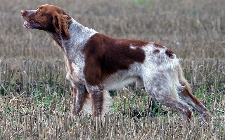 Villacidro, cane da caccia cade in un canale: salvato dai Vigili del Fuoco