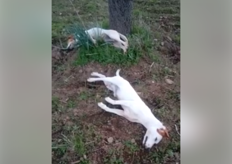 Impiccati a Gonnosfanadiga: la tragica fine di due cani